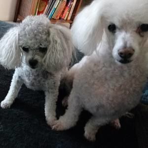 Meet your Posher, Liz